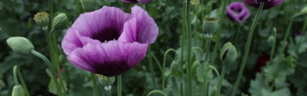 poppies